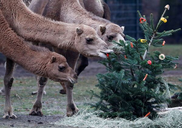 Camelos mordiscam árvore de Natal instalada no zoológico de Berlim, na Alemanha.  - Sputnik Brasil