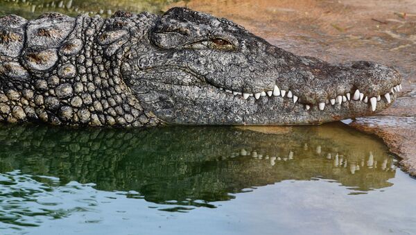 Fazenda de crocodilos na ilha de Djerba, na Tunísia - Sputnik Brasil