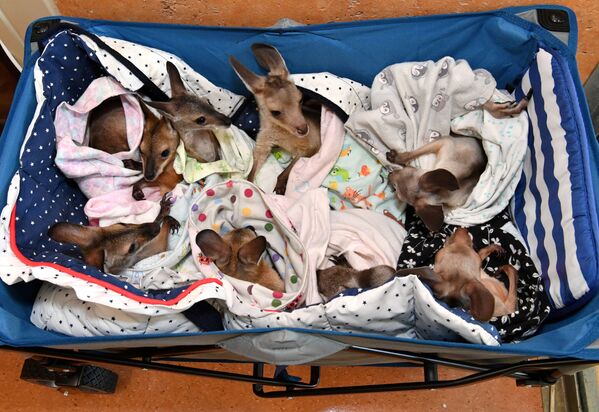 Cangurus órfãos devido a acidentes e incêndios no hospital veterinário de um zoológico australiano, 15 de janeiro de 2020 - Sputnik Brasil