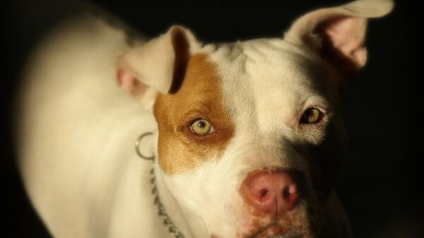 Cachorro pit-bull (foto de arquivo) - Sputnik Brasil