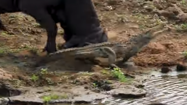 Crocodilo atravessa caminho de búfalo - Sputnik Brasil