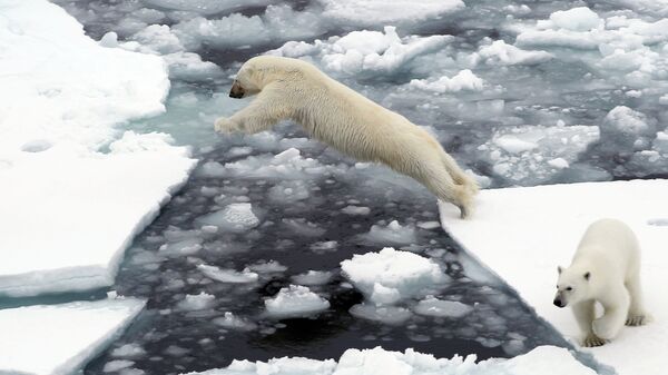 Urso polar branco salta entre formações de gelo no Oceano Ártico - Sputnik Brasil