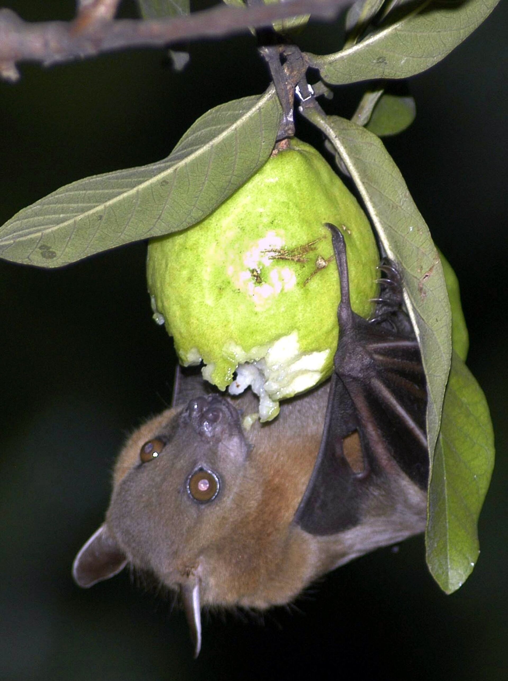 Morcego comendo fruta (imagem de arquivo) - Sputnik Brasil, 1920, 09.11.2021