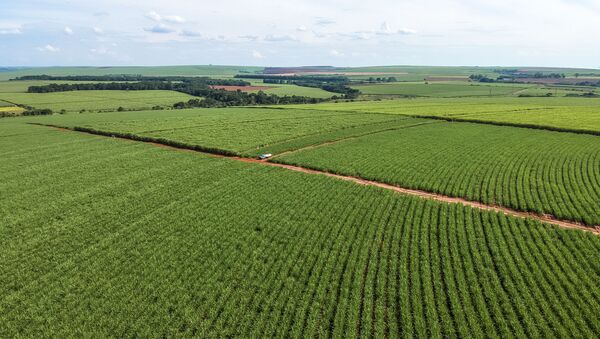Vista aérea de drone de uma plantação de cana-de-açúcar no município de Pederneiras, região centro-oeste do estado de São Paulo - Sputnik Brasil
