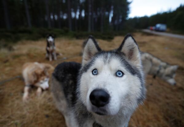 Cães siberianos antes de corrida de treino 
 - Sputnik Brasil