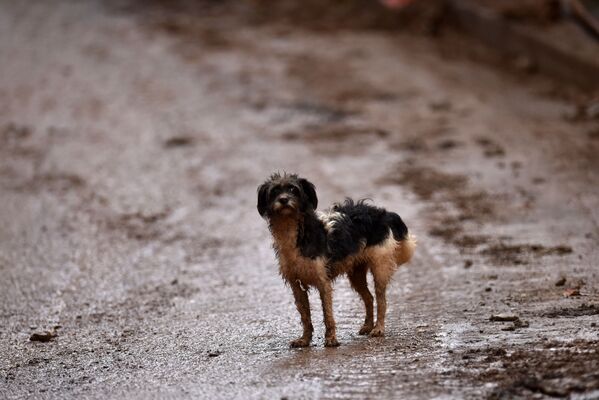 Cachorro em área afetada por deslizamento em Belo Horizonte - Sputnik Brasil