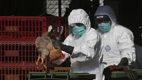 Profissionais de saúde com equipamento de proteção colocam uma galinha viva em uma lata de lixo, enquanto começam a abater galinhas usando dióxido de carbono em um mercado atacadista de aves em Hong Kong. Foto de 31 de dezembro de 2014. - Sputnik Brasil