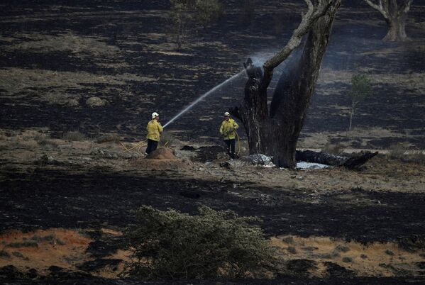 Bombeiros lançam água sobre uma árvore fumegante após incêndio perto de Bumbalong, na Austrália - Sputnik Brasil