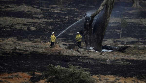 Bombeiros lançam água sobre uma árvore fumegante após incêndio perto de Bumbalong, na Austrália - Sputnik Brasil