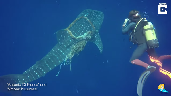 Mergulhadores resgatam tubarão-baleia nas Maldivas - Sputnik Brasil