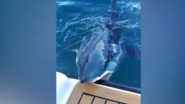 Tubarão-mako muda dieta e tenta comer barco na Nova Zelândia - Sputnik Brasil