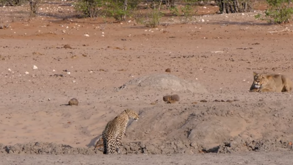 Leopardo foge de leoa - Sputnik Brasil