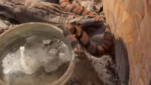 Cobra trabalhadora escava túnel - Sputnik Brasil
