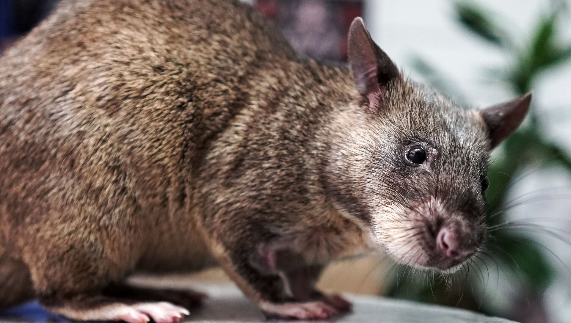 Rato pré-histórico de 1,80 metro habitou terras do Acre há 10