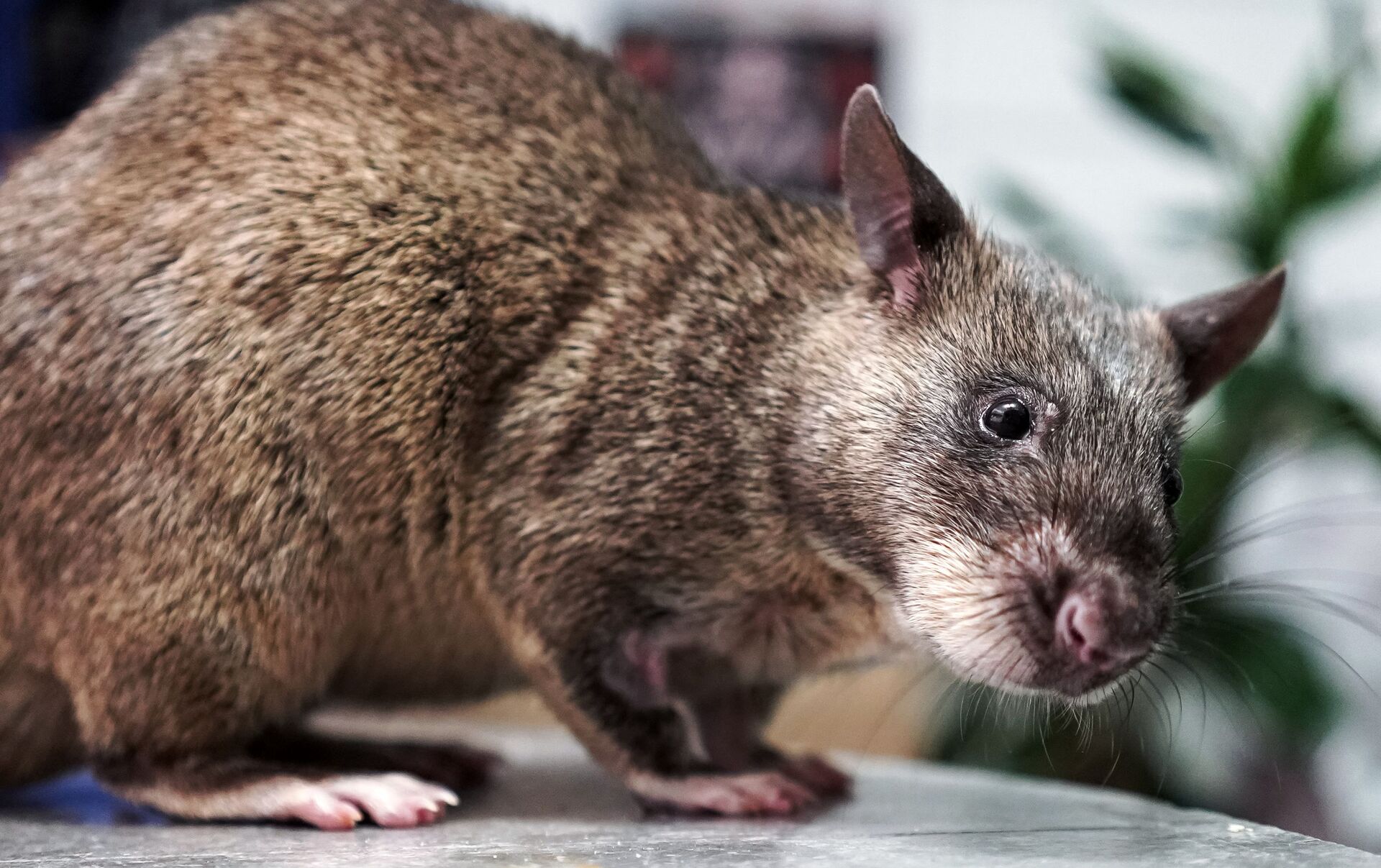 Rato gigante de Vangunu, o raríssimo roedor de quase meio metro - Canaltech