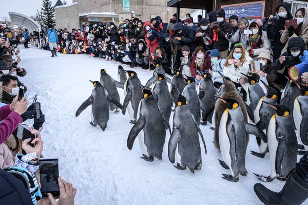 Pinguins-rei caminham sobre a neve no zoológico de Asahiyama em Asahikawa, no norte do Japão - Sputnik Brasil