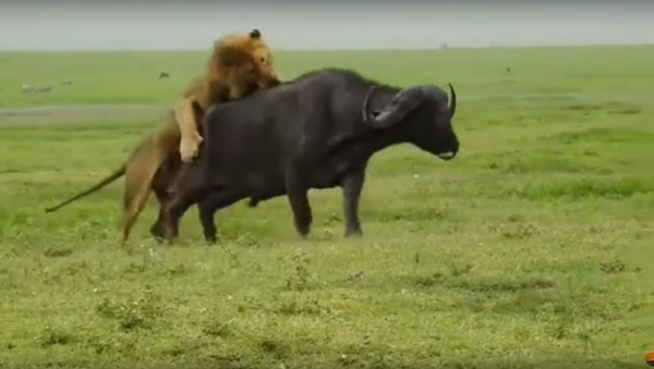 Leão comendo búfalo na Tanzânia - Sputnik Brasil