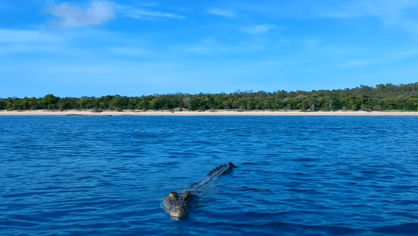 Crocodilo salta d’água subitamente e ataca drone - Sputnik Brasil