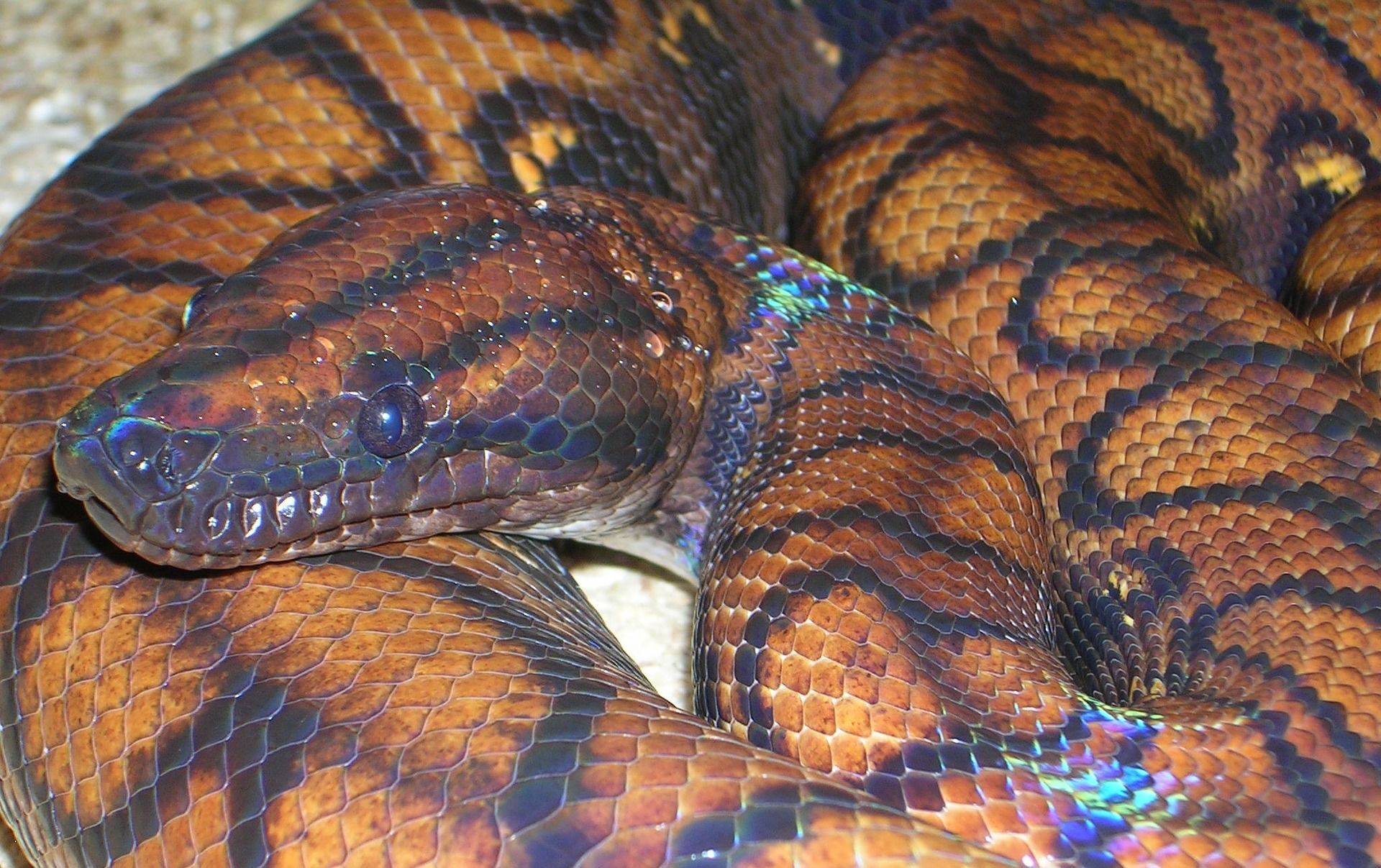 Cobra arco-íris: nova espécie de cobra é descoberta no Vietnã