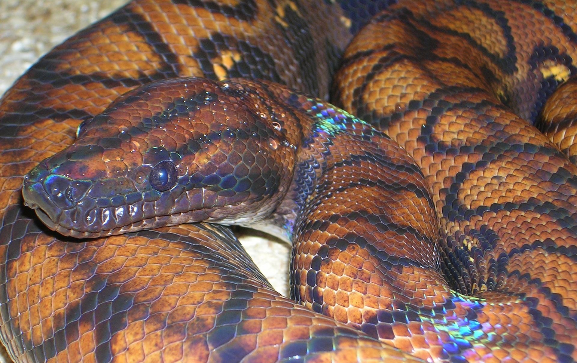 Cobra arco-íris 'mansa' chama a atenção em zoo nos EUA