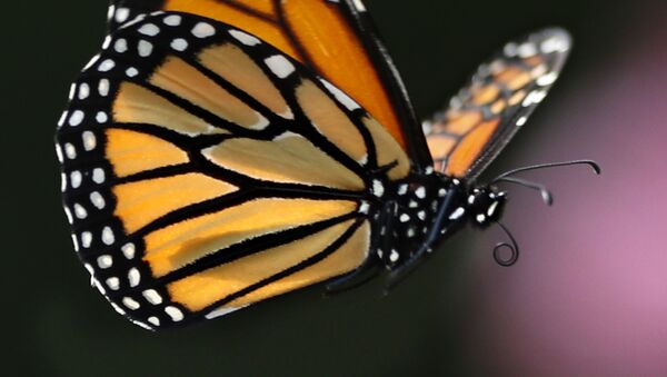 Borboleta-monarca voa em Freeport, Estados Unidos - Sputnik Brasil