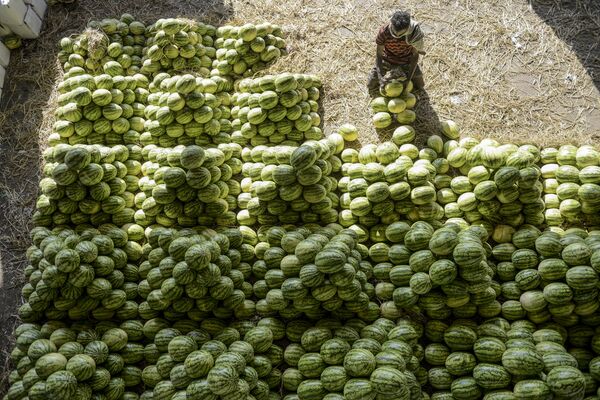 Trabalhador arrumando melancias antes de venda no mercado de frutas de Gaddiannaram, em Hyderabad, Índia - Sputnik Brasil