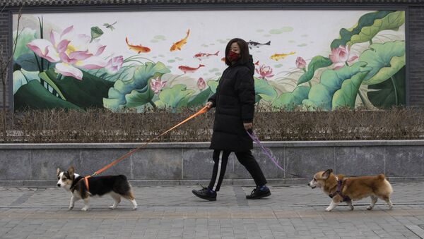 Mulher caminha com cachorros em meio a epidemia do coronavírus na China - Sputnik Brasil
