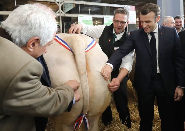 Presidente francês, Emmanuel Macron (à direita) verifica uma vaca charolesa - Sputnik Brasil
