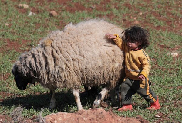 Criança refugiada síria brinca com ovelha em Azaz, Síria - Sputnik Brasil