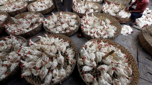 Fornecedor separa frangos por tamanho em mercado de galinhas em Calcutá, na Índia (foto de arquivo) - Sputnik Brasil