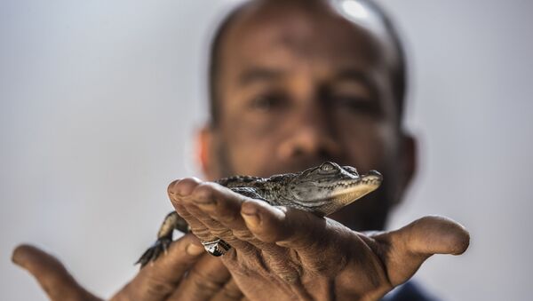 Hassan com um crocodilo bebê em sua casa em uma aldeia núbia - Sputnik Brasil