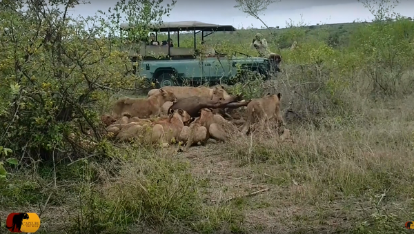 Leões contra búfalo - Sputnik Brasil