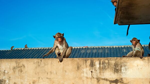 Macacos sentados nos telhados e nas paredes - Sputnik Brasil
