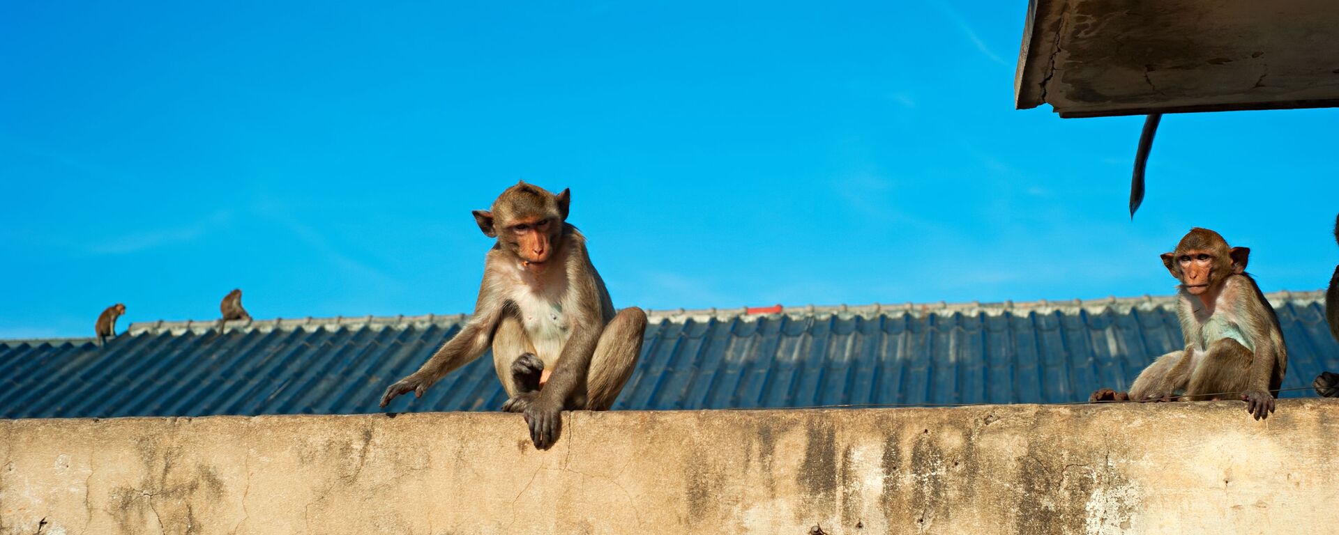 Macacos sentados nos telhados e nas paredes - Sputnik Brasil, 1920, 21.07.2020