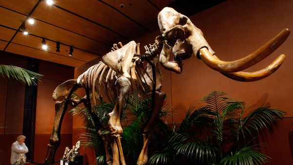 Esqueleto de mamute lanoso com 90% de seus ossos originais é exibido no Venetian Resort Hotel Casino, 30 de setembro de 2009, Las Vegas, Nevada - Sputnik Brasil