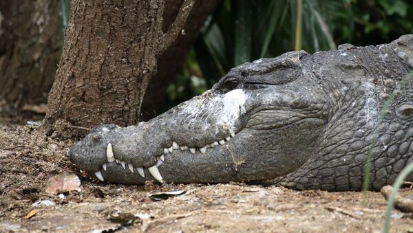 Crocodilo-persa indiano em Santuário de Rangnathittu, perto de Bangalore, Índia - Sputnik Brasil