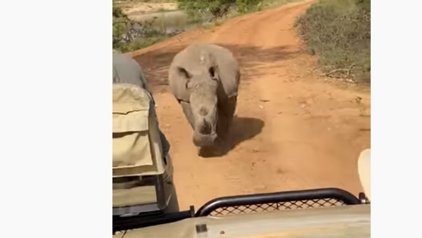 Rinoceronte enfurecido obriga motorista a pisar no acelerador na África do Sul - Sputnik Brasil