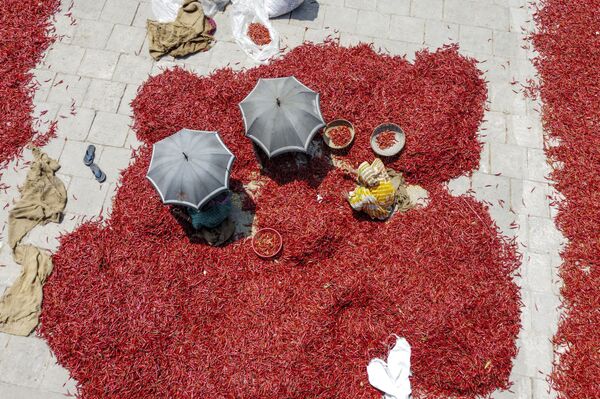 Trabalhadores esparramam pimenta vermelha no chão para a secar em aterro feito no rio Jumna, em Bangladesh - Sputnik Brasil