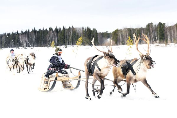 Corrida de trenós puxados por renas durante a celebração do Dia do Criador de Renas em Yamal, Rússia - Sputnik Brasil