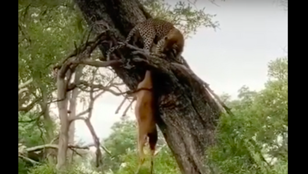 Hienas lutam com leopardo por carcaça de impala - Sputnik Brasil
