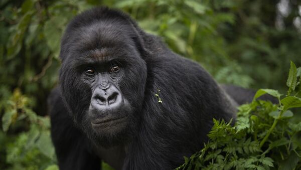 Gorila no Parque Nacional Volcanoes, no Ruanda - Sputnik Brasil