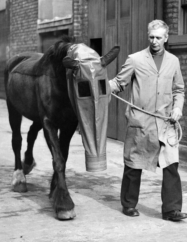 Cavalo portando máscara para gás em Londres, em 1940 - Sputnik Brasil