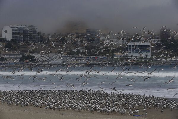 Centenas de pássaros em uma praia de Lima, no Peru - Sputnik Brasil