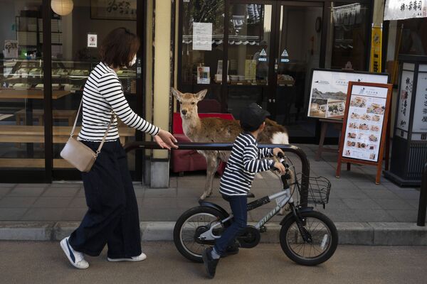 Criança anda de bicicleta perto de veado no Japão - Sputnik Brasil