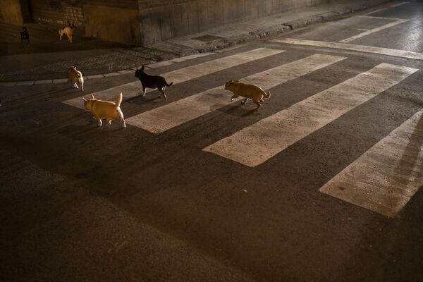 Matilha de cachorros cruza rua vazia de Barcelona - Sputnik Brasil