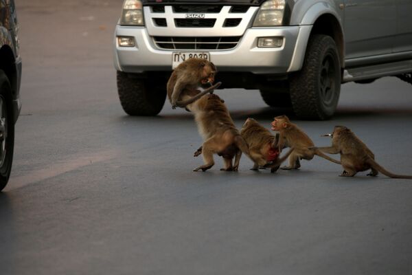 Macacos cruzam rua de Lopburi, na Tailândia - Sputnik Brasil