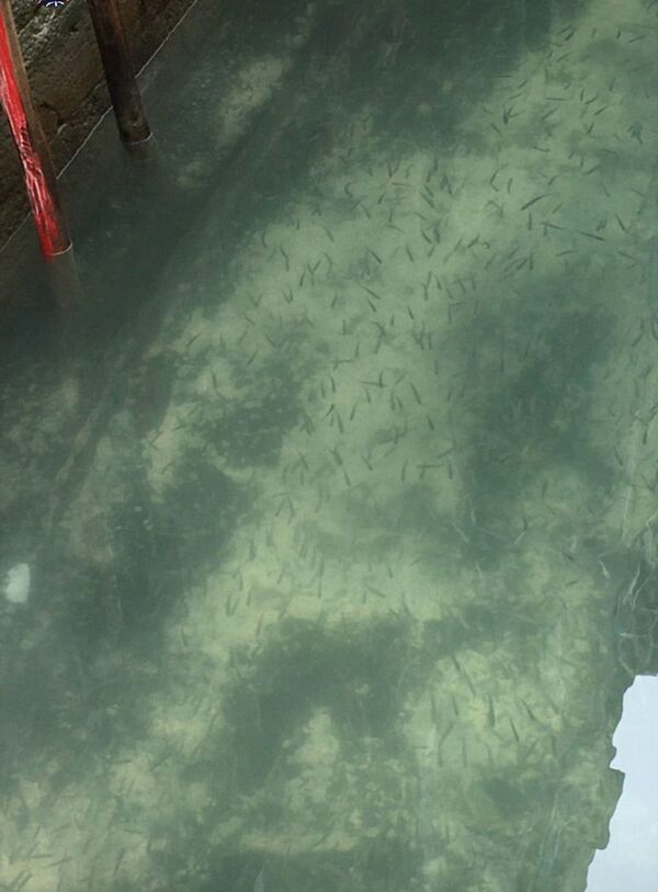 Canal com água cristalina e peixes em Veneza - Sputnik Brasil