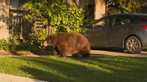 Urso solto em jardim da Califórnia, nos Estados Unidos - Sputnik Brasil
