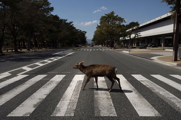 Veado cruza rua da cidade japonesa de Nara - Sputnik Brasil