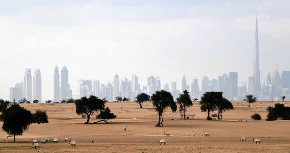 Animais da espécie órix-branco são vistos no deserto com vista da cidade de Dubai, nos Emirados Árabes Unidos, em 25 de março de 2020 - Sputnik Brasil